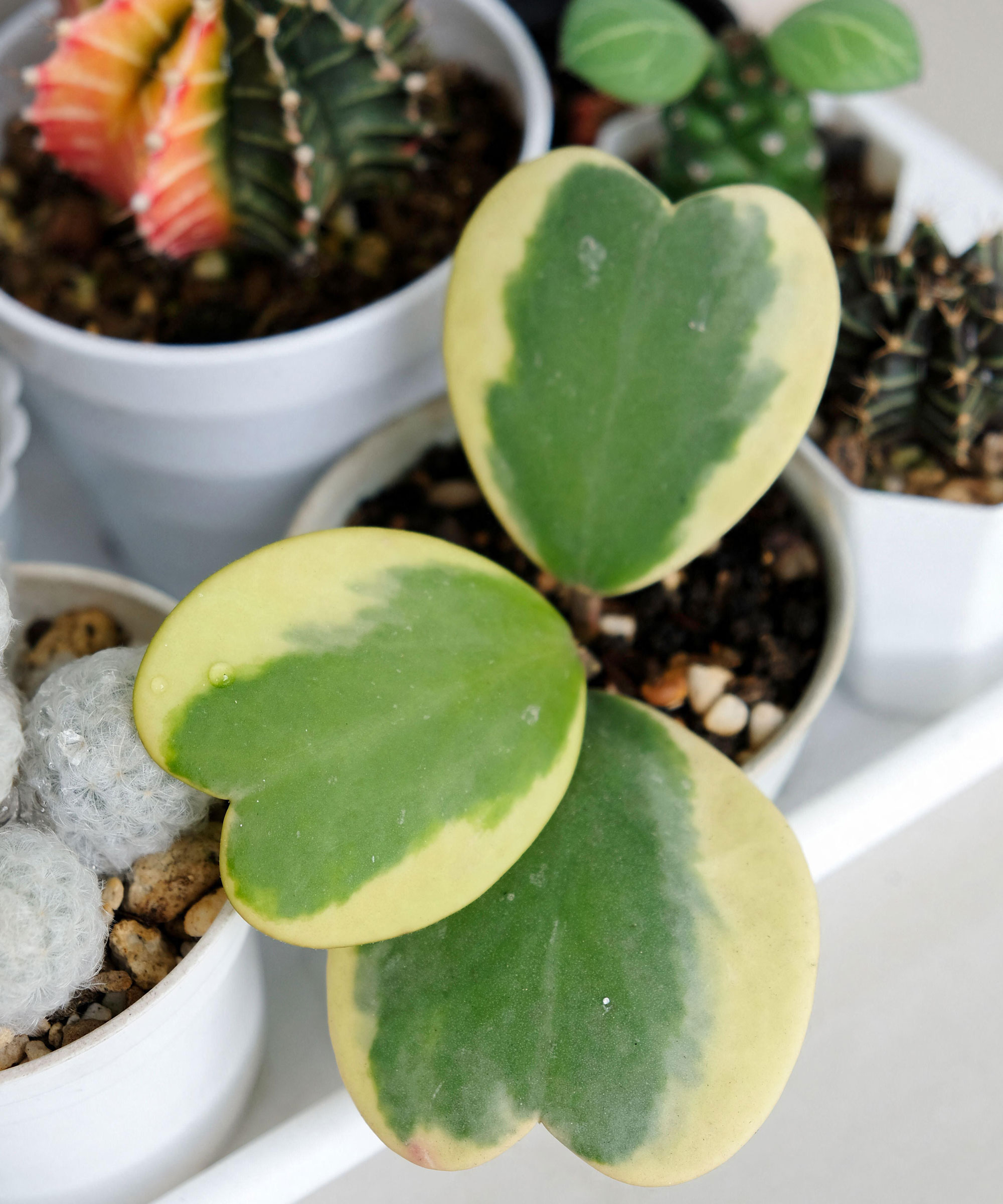 sweetheart hoya plant with heart-shaped leaves in a white pot, with other succulent plants