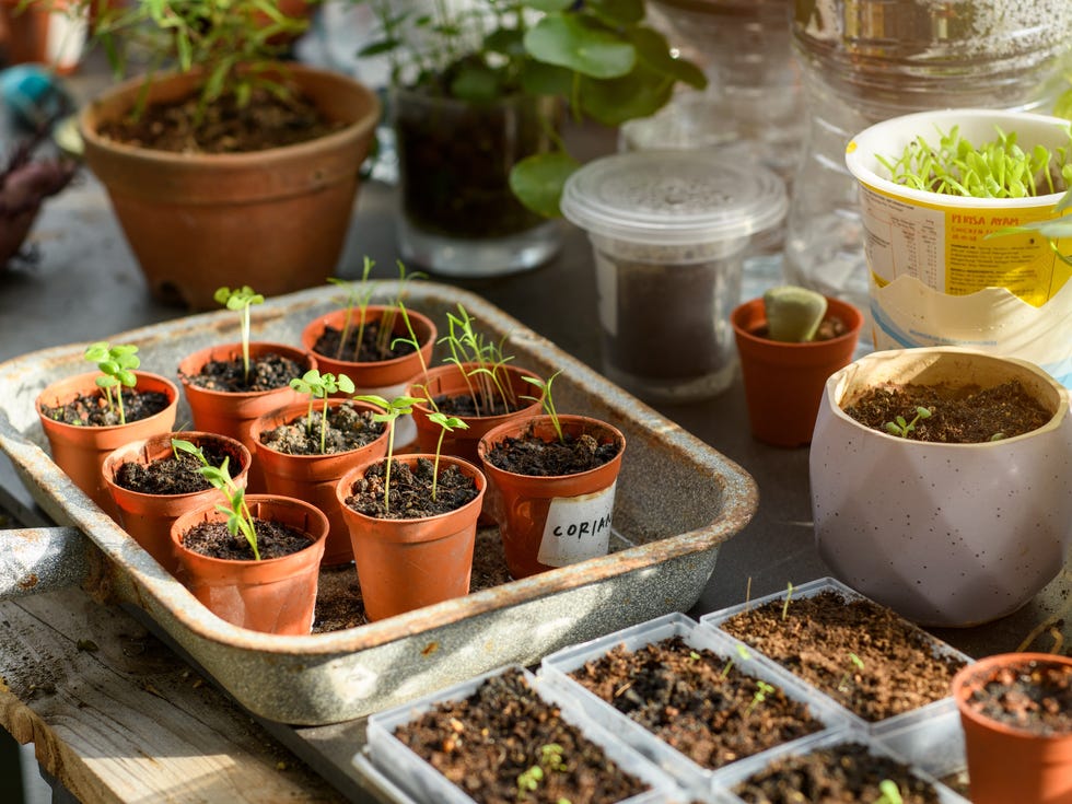 seedlings planted in pots on a nursery table