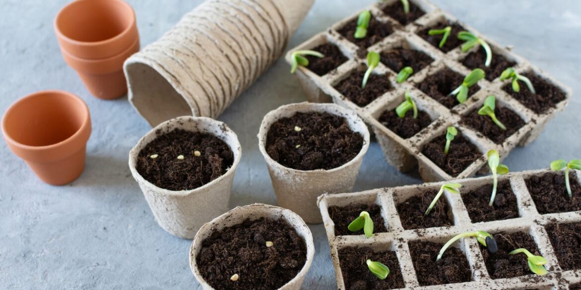 5 Vegetables To Plant Before The End Of February