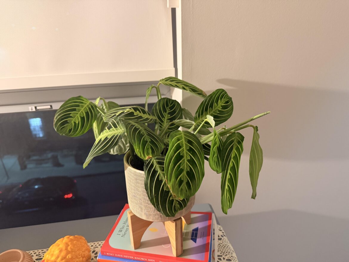Droopy leaves and brown edges on prayer plant