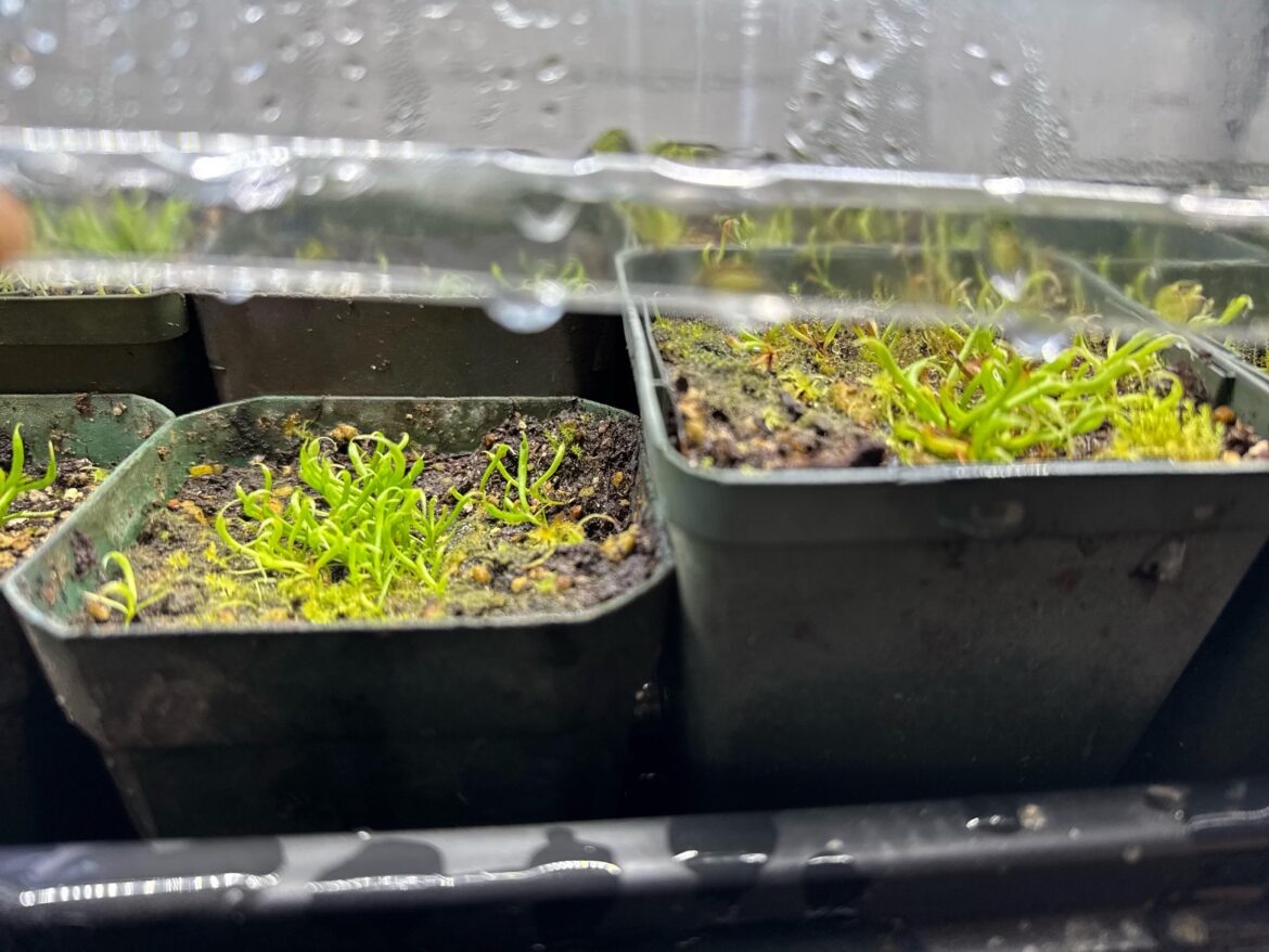 Darlingtonia after 2 months