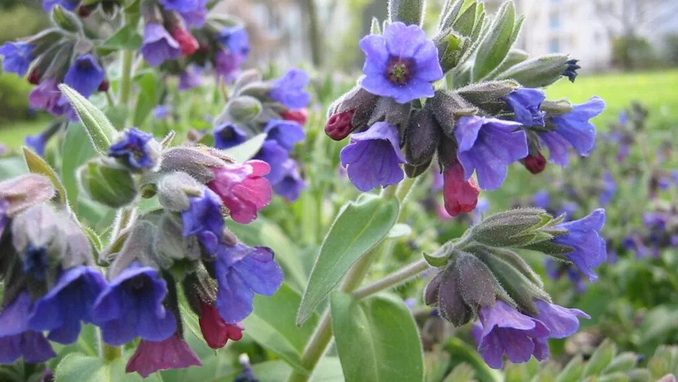 spot on lungwort with purple flowers