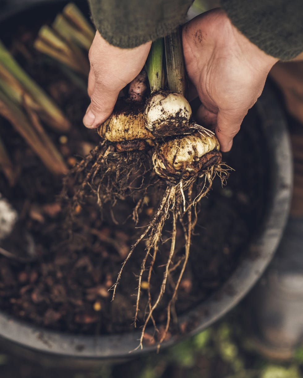 bulbs ready to be planted