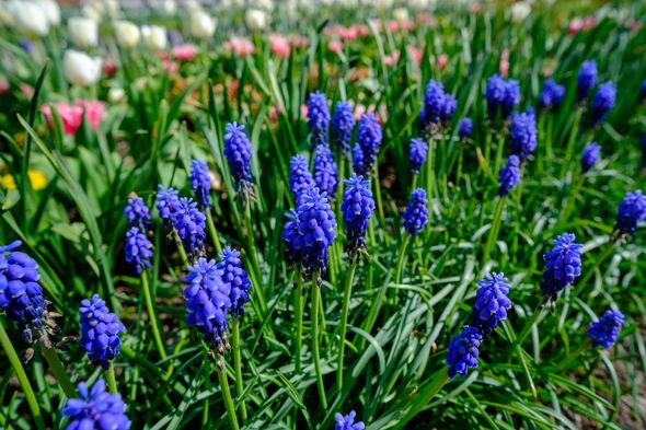 Spring flowers in the garden. tulips, hyacinths, daffodils. The scent of spring in a beautiful garden. Spring flowers in the garden. tulips, hyacinths, daffodils. The scent of spring in a beautiful garden.