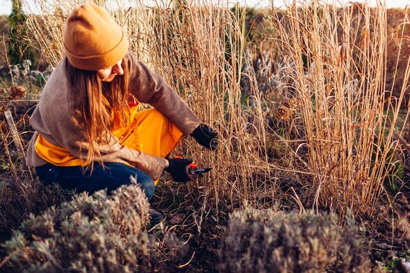 Spring garden cleanup. Woman cutting back perennial ornamental grasses. Gardener pruning panicum with shears. Spring garden cleanup. Woman cutting back perennial ornamental grasses. Gardener pruning panicum with shears.