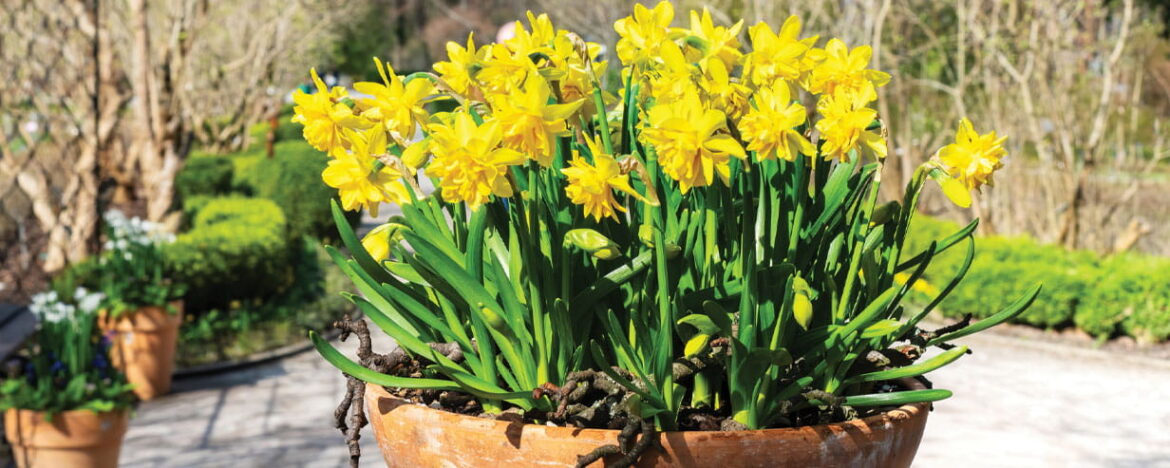 Daffodils stand in a terracotta ceramic pot in the yard of a spring time garden