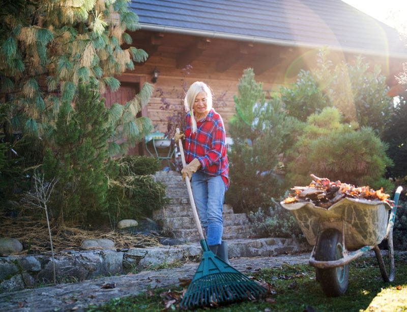 Mature woman in a checked shirt raking leaves with a wheelbarrow filled with leaves next to her