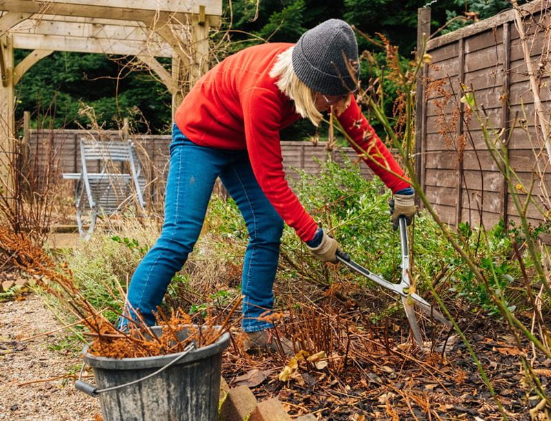 Senior woman tidying and removing old stems and leaves in a sheltered garden in early February.