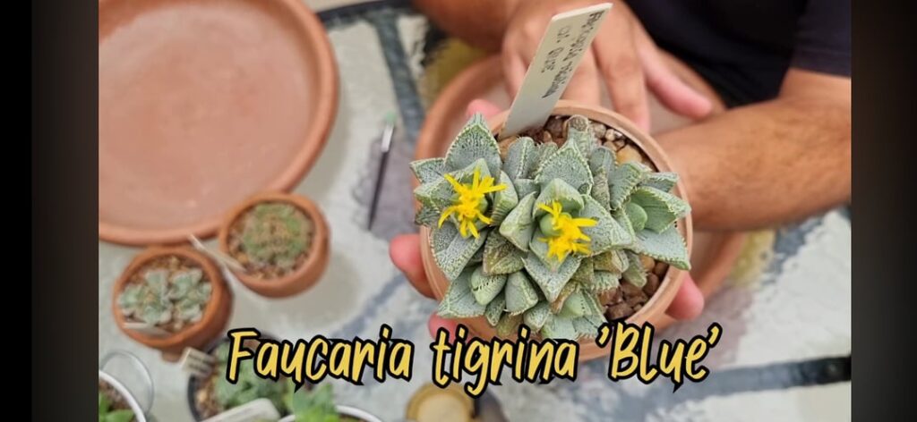 Faucaria Tigrina cv. Blue ???
