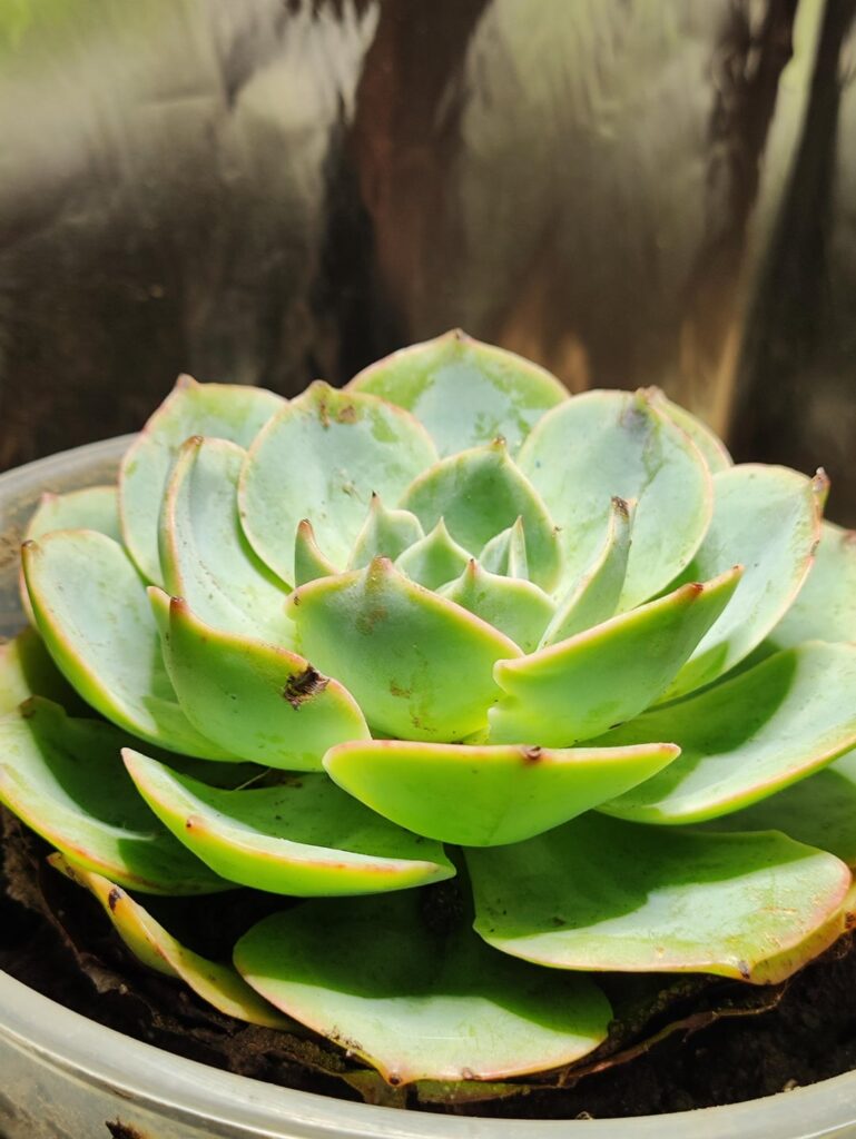 Please help me save this little one
