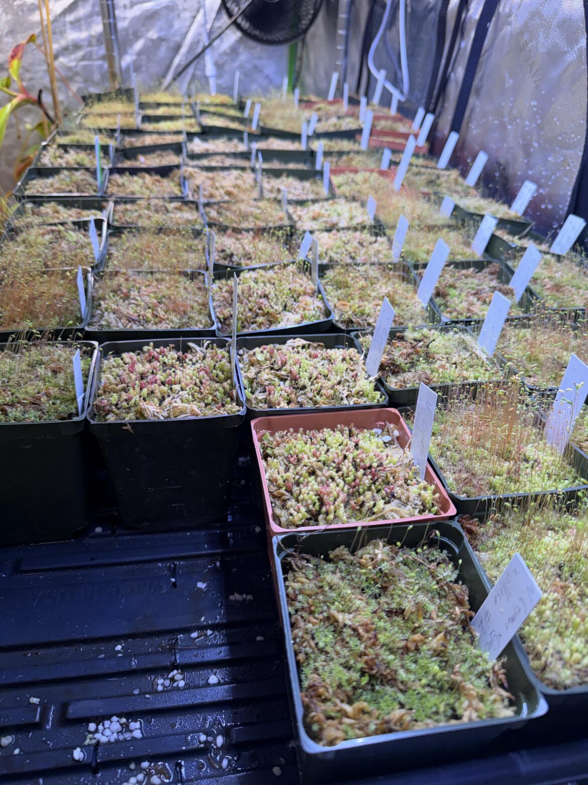 After finishing repotting all my Venus Flytraps now it’s on to the Nepenthes seedling.