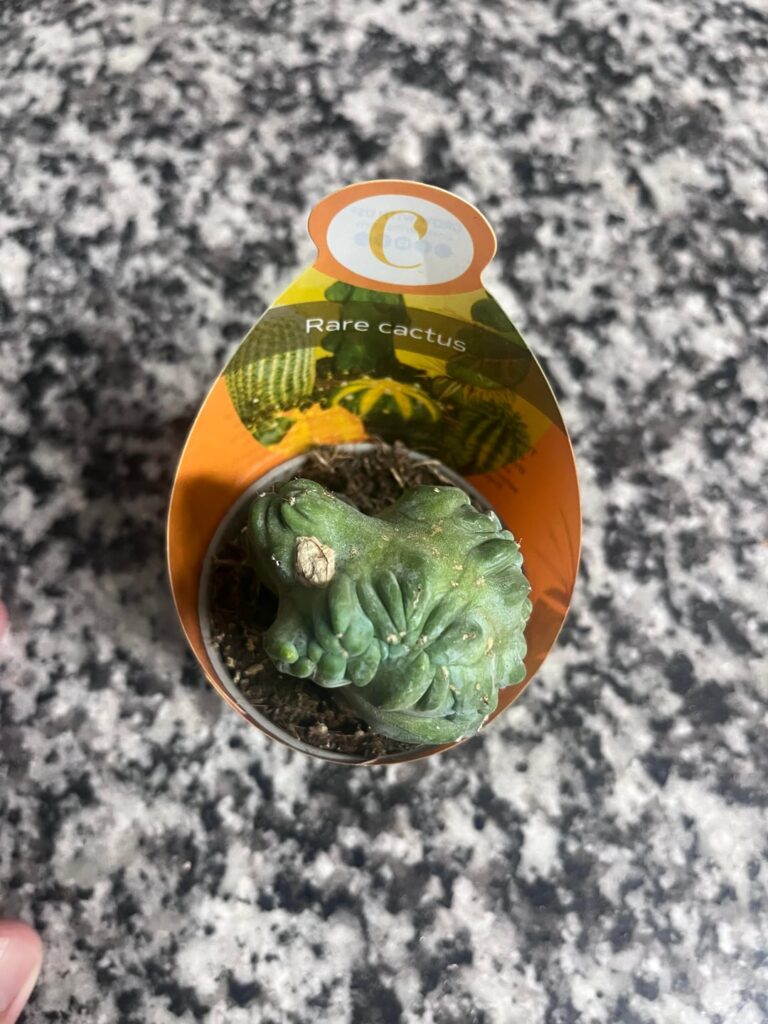 Could someone help me ID this?