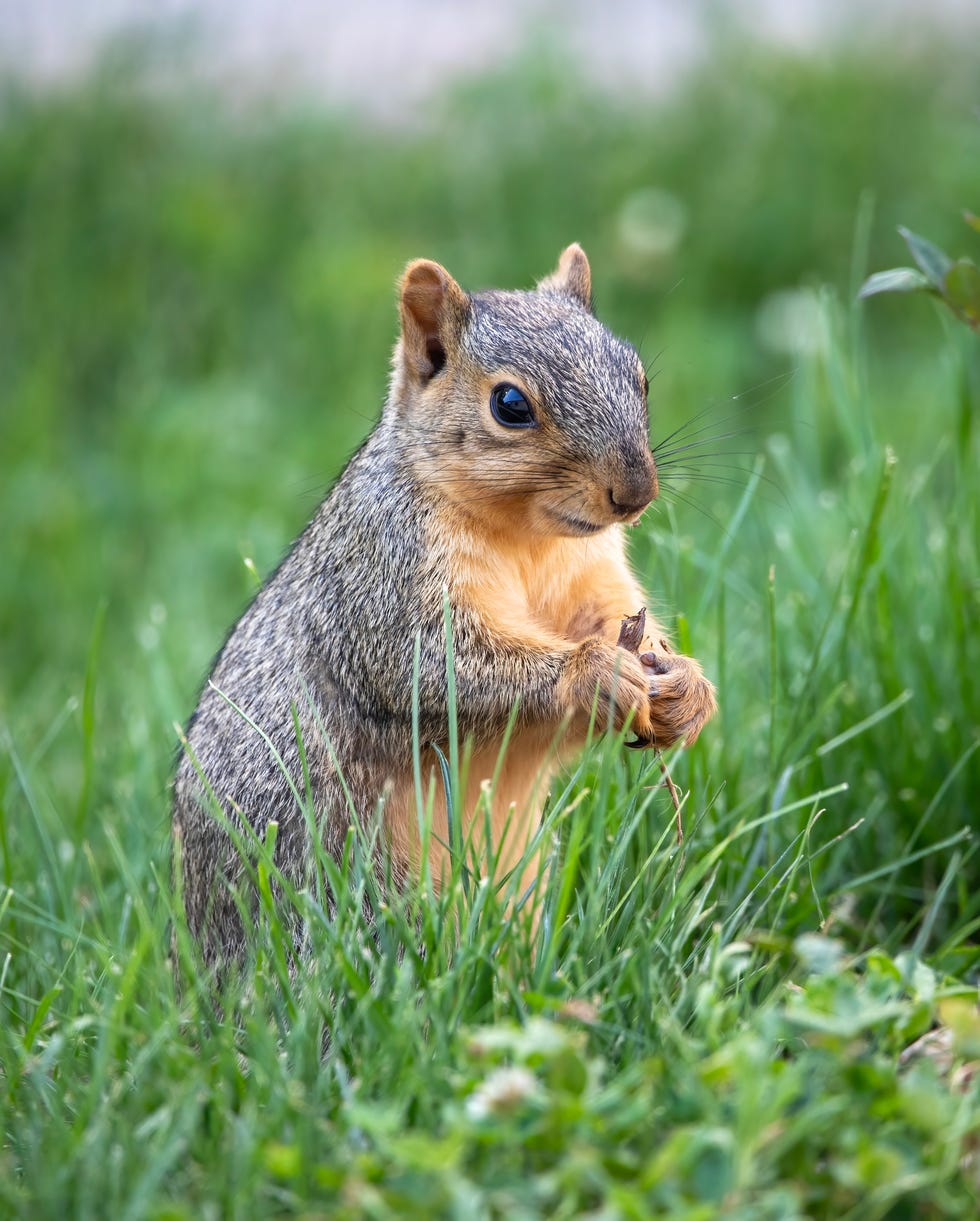 squirrel in garden