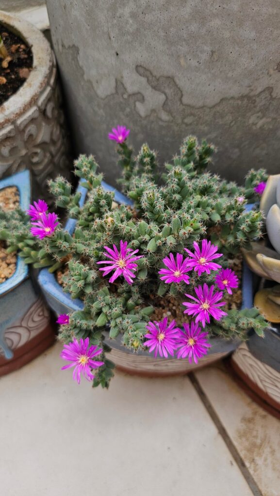 Trichodiadema bulbosum's 1-year growth