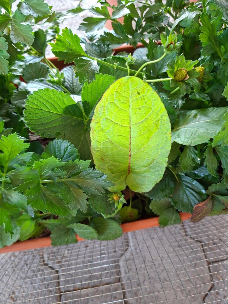 Found growing among my strawberries ans celery. Any ideas?