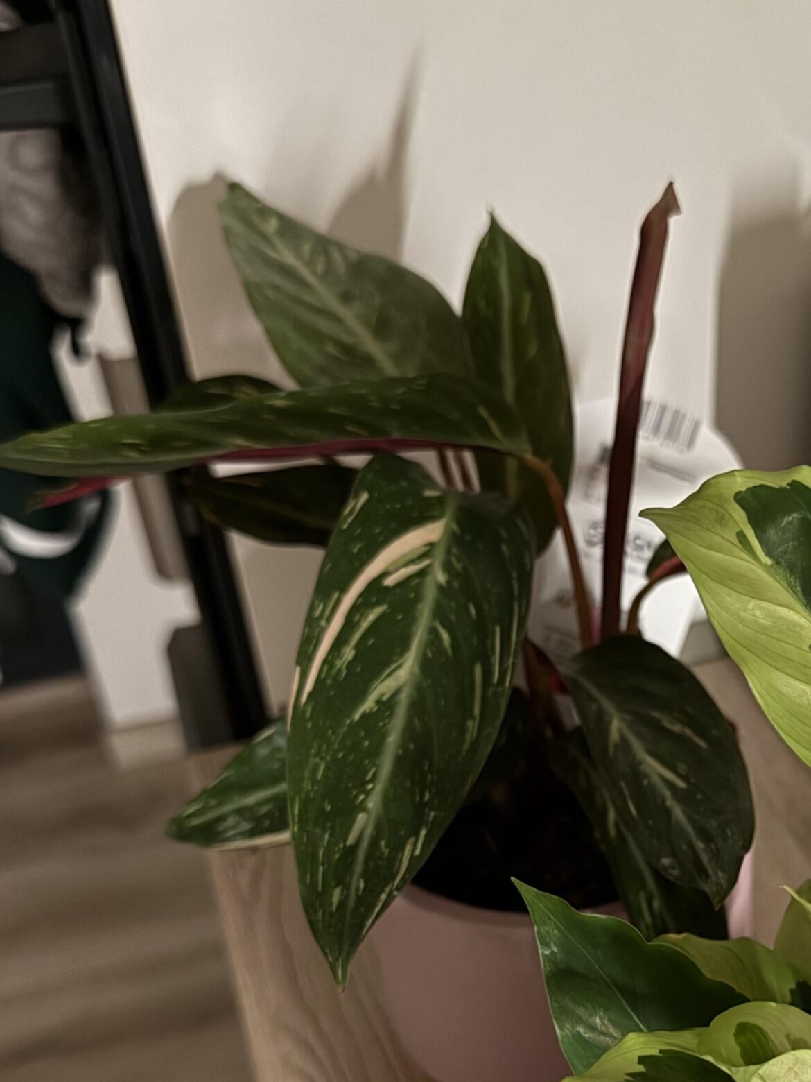 Please help identify