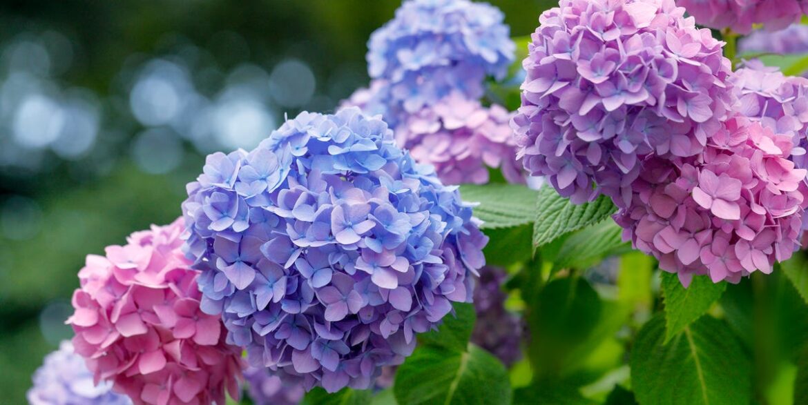 I Forgot To Prune Hydrangea — And Something Unexpected Happened