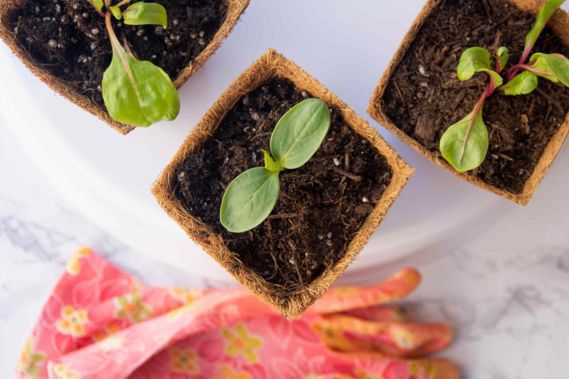 These 6 Vegetable Seeds Need a Head Start—Start Them Indoors Now