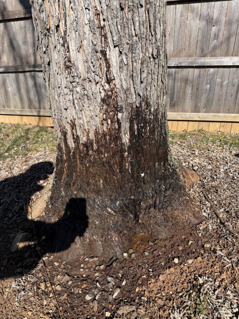 Why is my tree trunk wet?