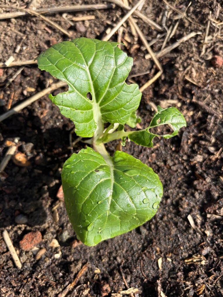 What’s eating my plants?