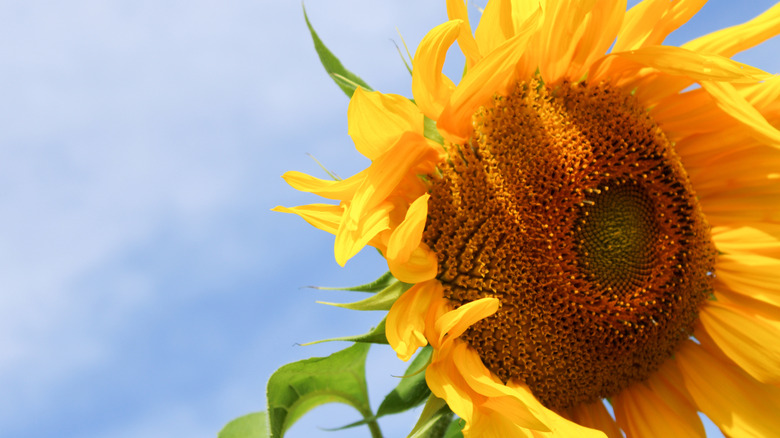 Giant sunflower against bright blue sky.