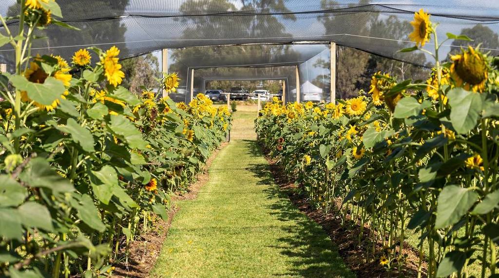 a row of blooming sunflowers in Mornington Green
