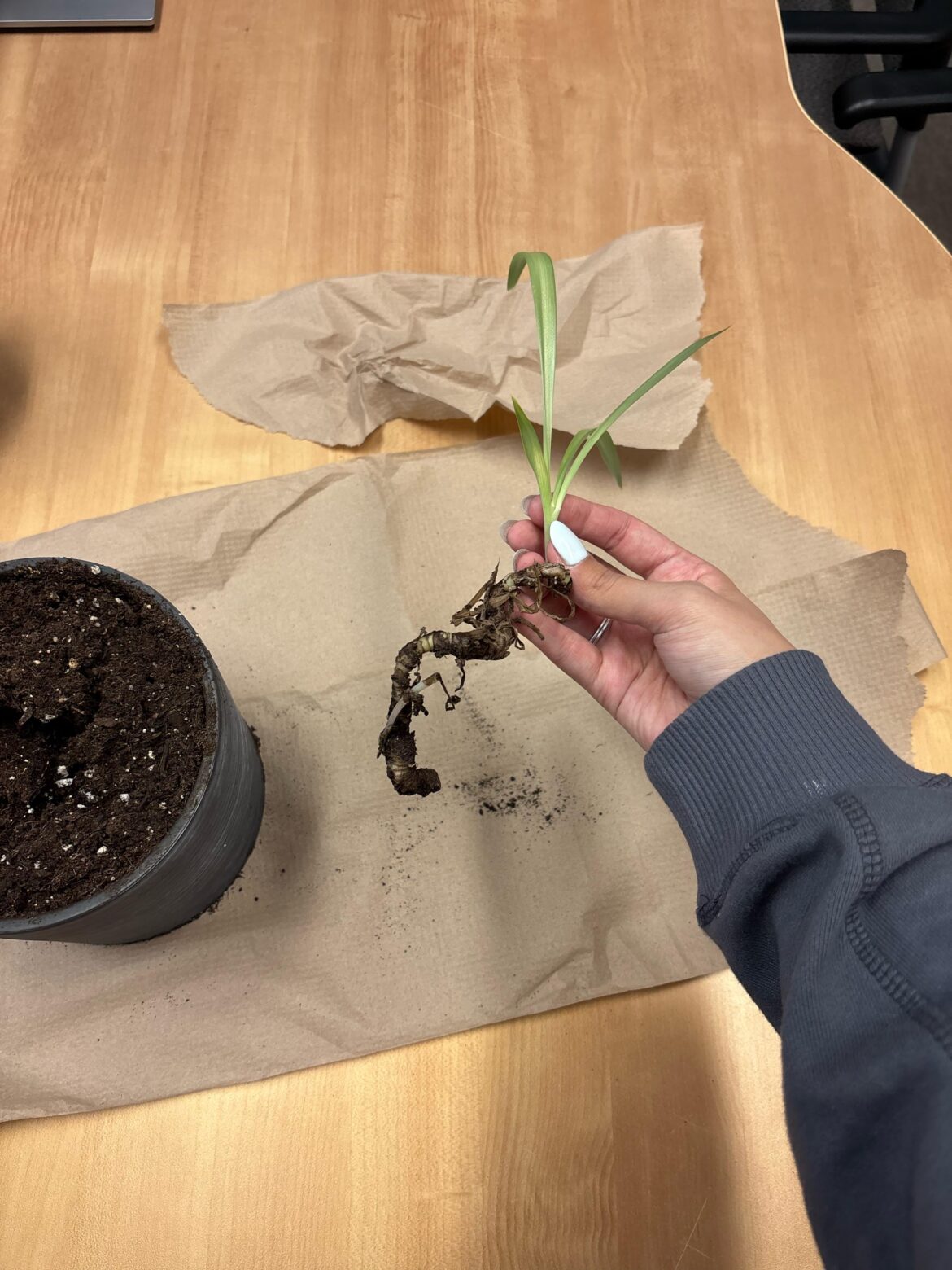 Colleague dead plant Colleague dead plant