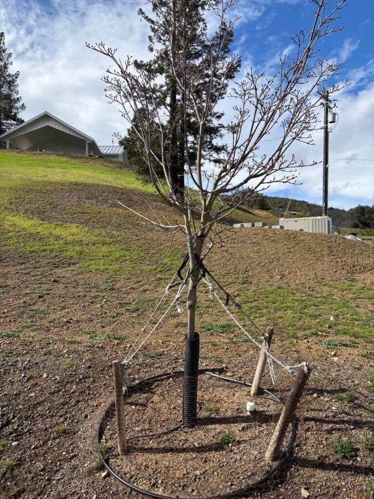 The deer are destroying my young dogwoods. The deer are destroying my young dogwoods.