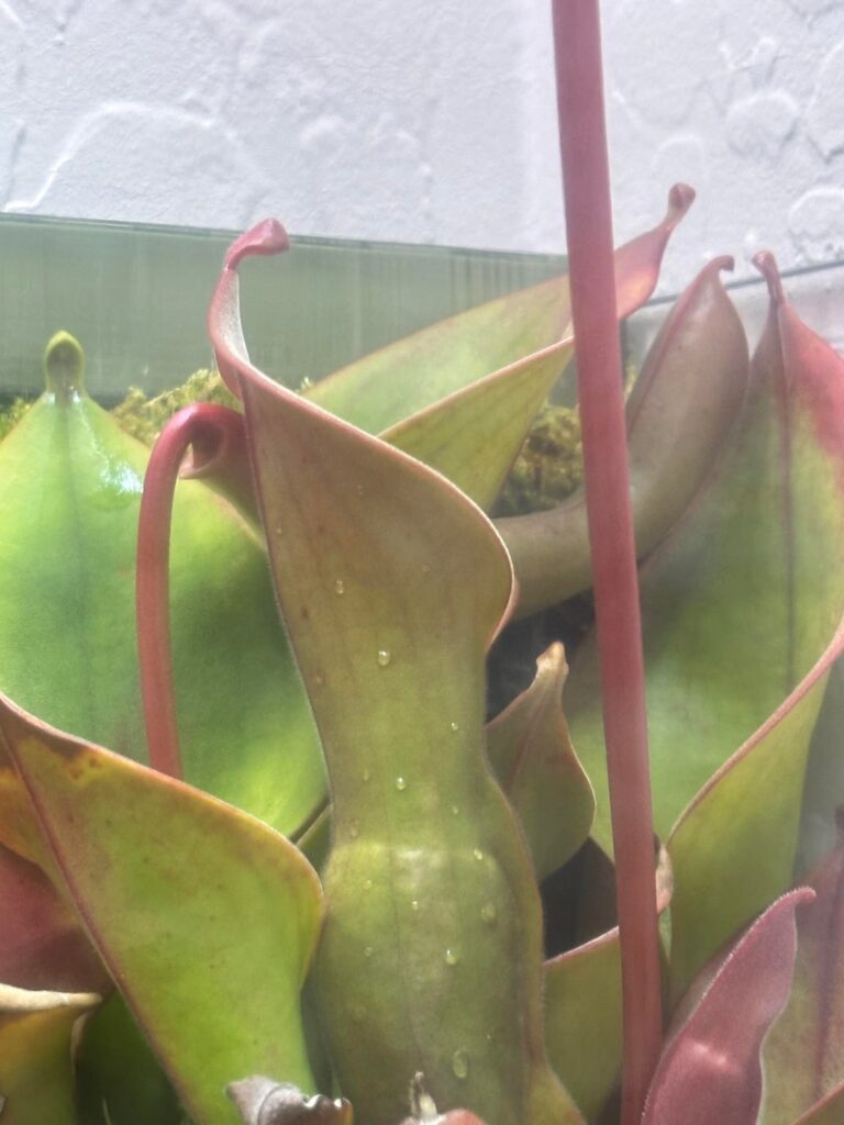 Heliamphora Flower looks like it turned into a trap.