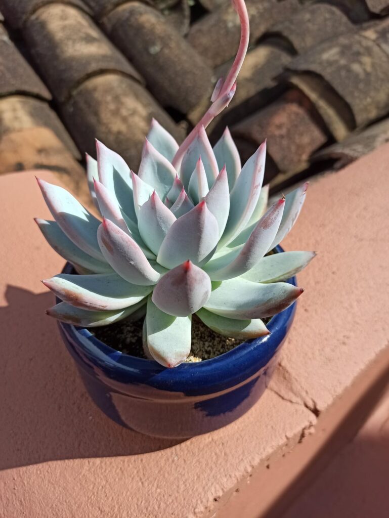 Some of my beauties