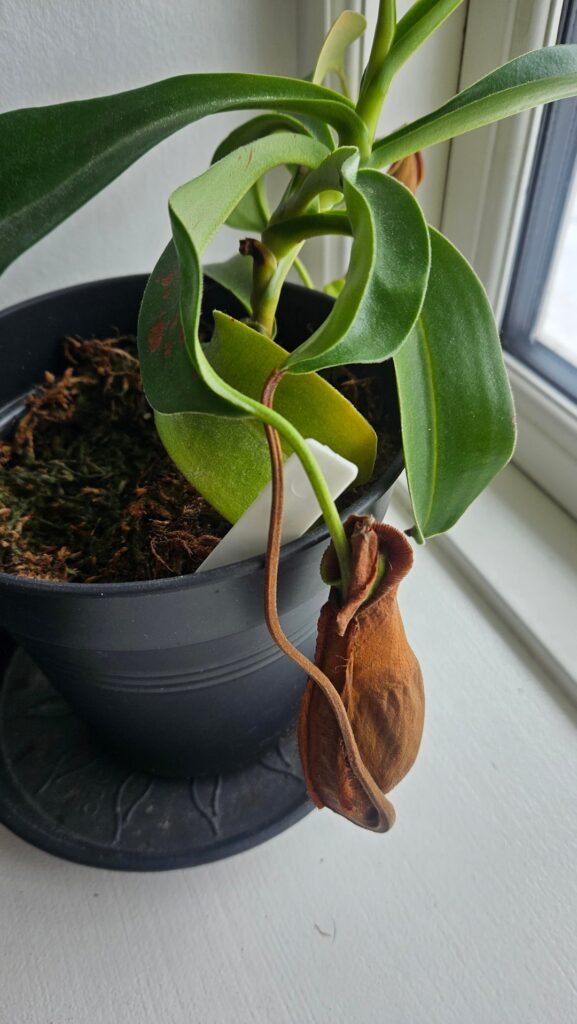 My Nep is literally eating itself