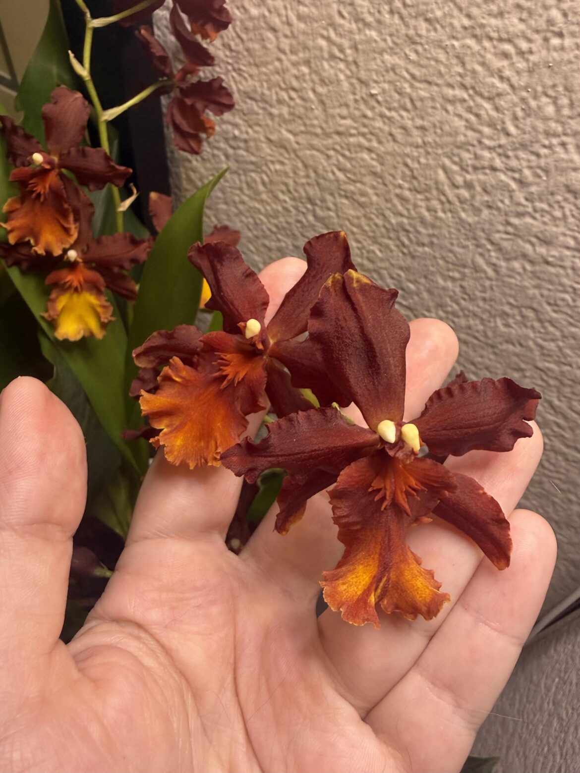 Double Column Mutation