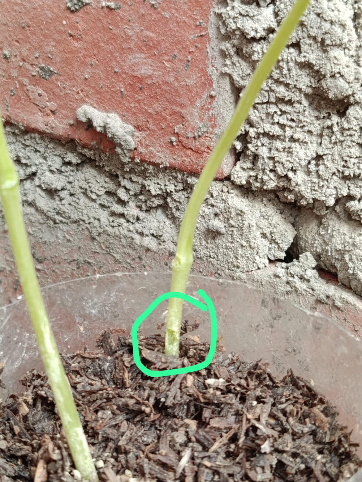 My plant has a hole in the stem and I don’t know why. My plant has a hole in the stem and I don't know why.