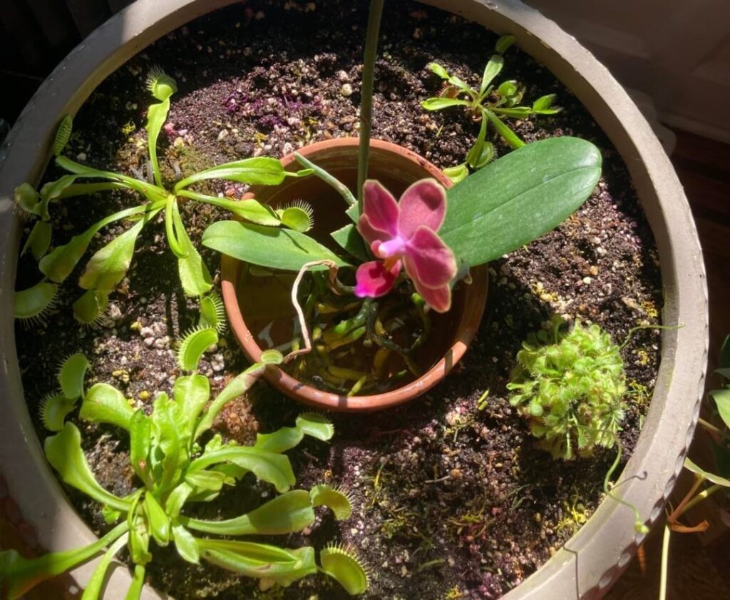 Any ideas why my carnivorous plant bog died? 💀