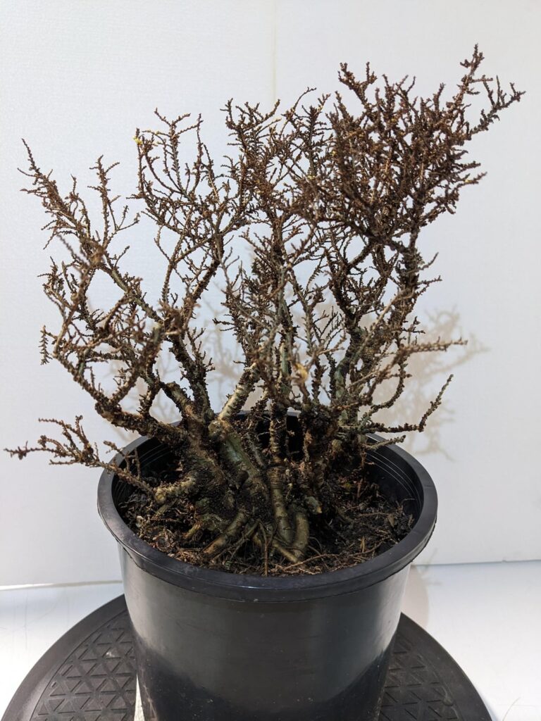 Surgery was a success on the Hokkaido Chinese elm clump I picked up last year.