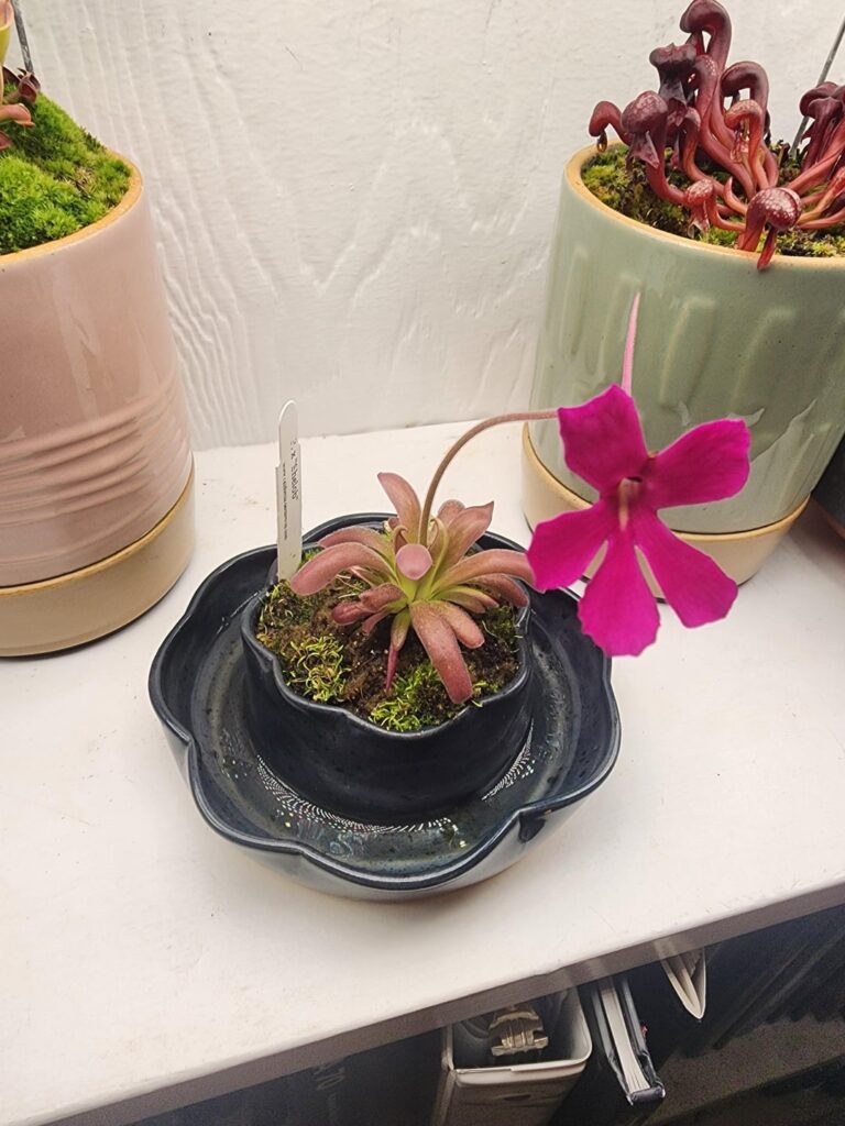 First flower from Pinguicula x "shelob"