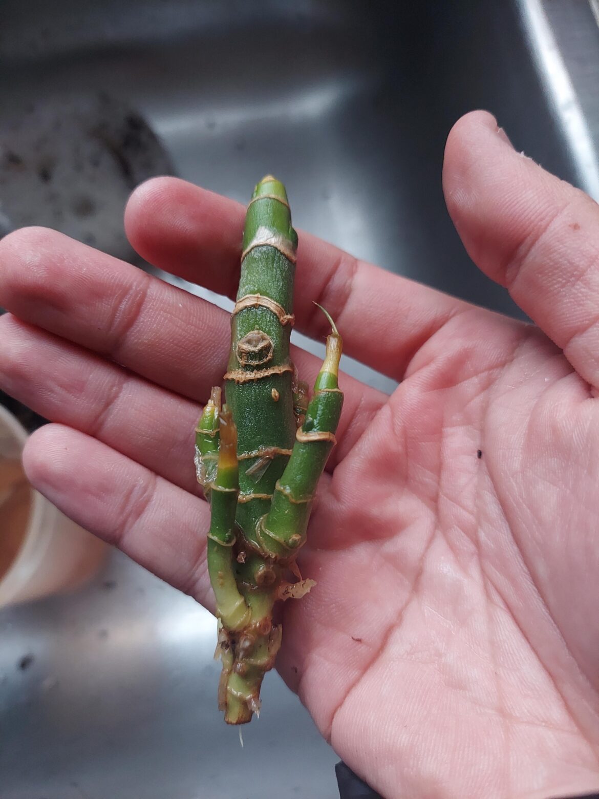 Dieffenbachia Propagation