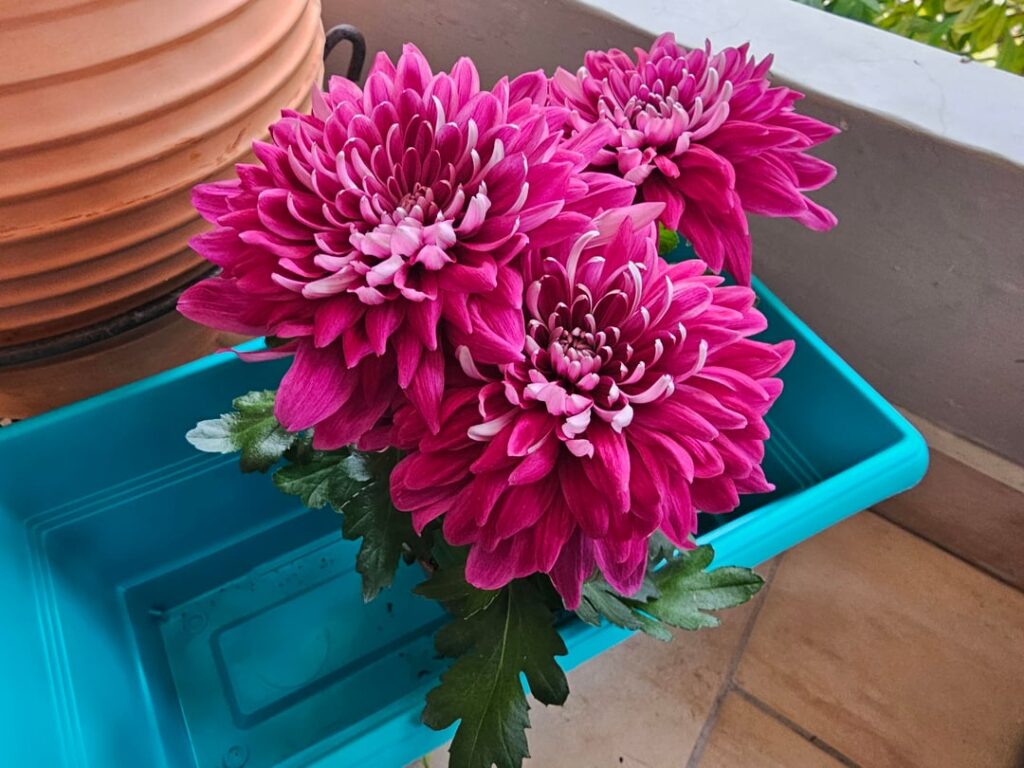 I got this flower. I got experience with keeping plants but I’ve never kept a plant that flowers that much before. I want some care tips about it. Can it live outdoors in my balcony? How often should I water it? And what flower is it? Lastly i want to transfer it to that bigger pot. When can I do it I got this flower. I got experience with keeping plants but I've never kept a plant that flowers that much before. I want some care tips about it. Can it live outdoors in my balcony? How often should I water it? And what flower is it? Lastly i want to transfer it to that bigger pot. When can I do it