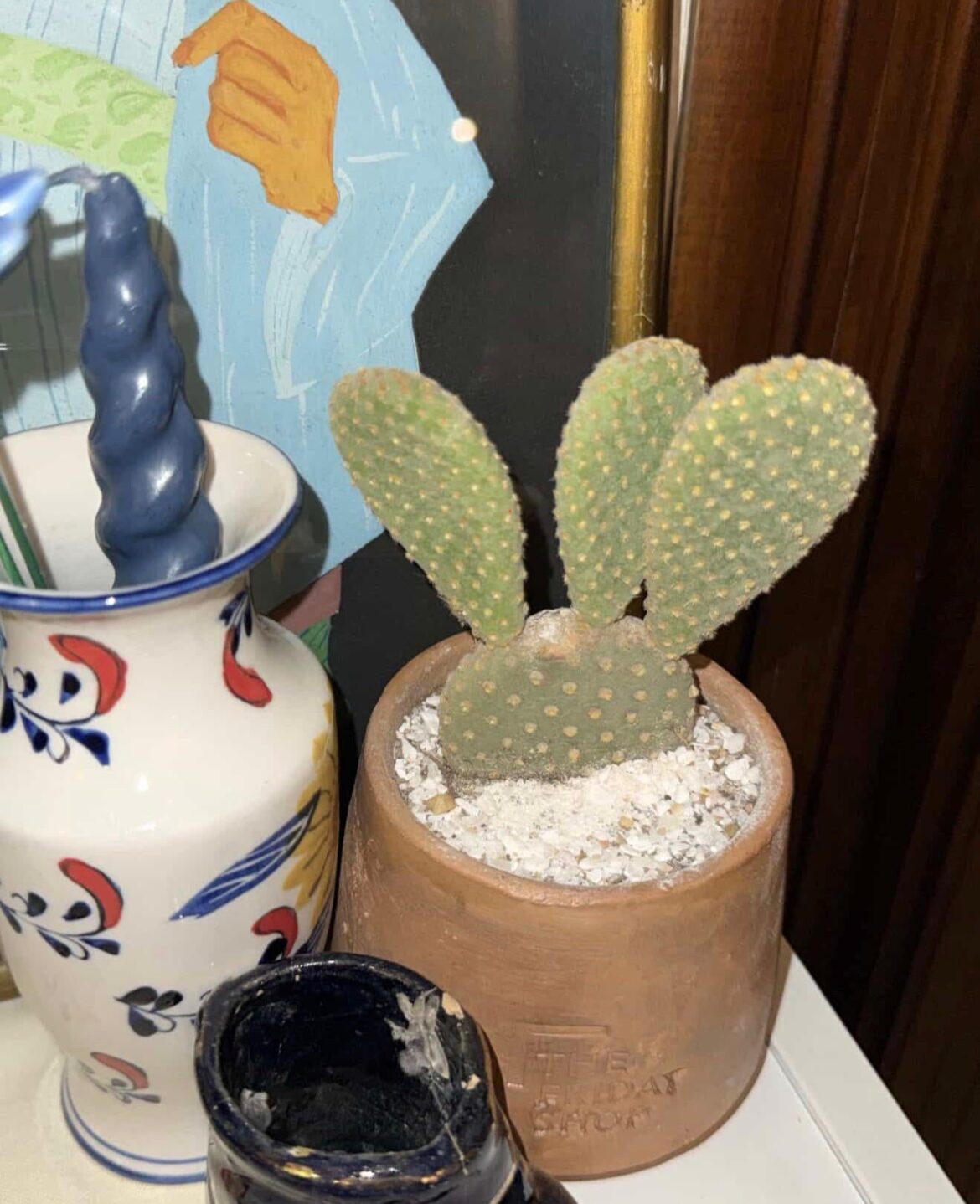 Question About My First Plant (Angle Wings Cactus)