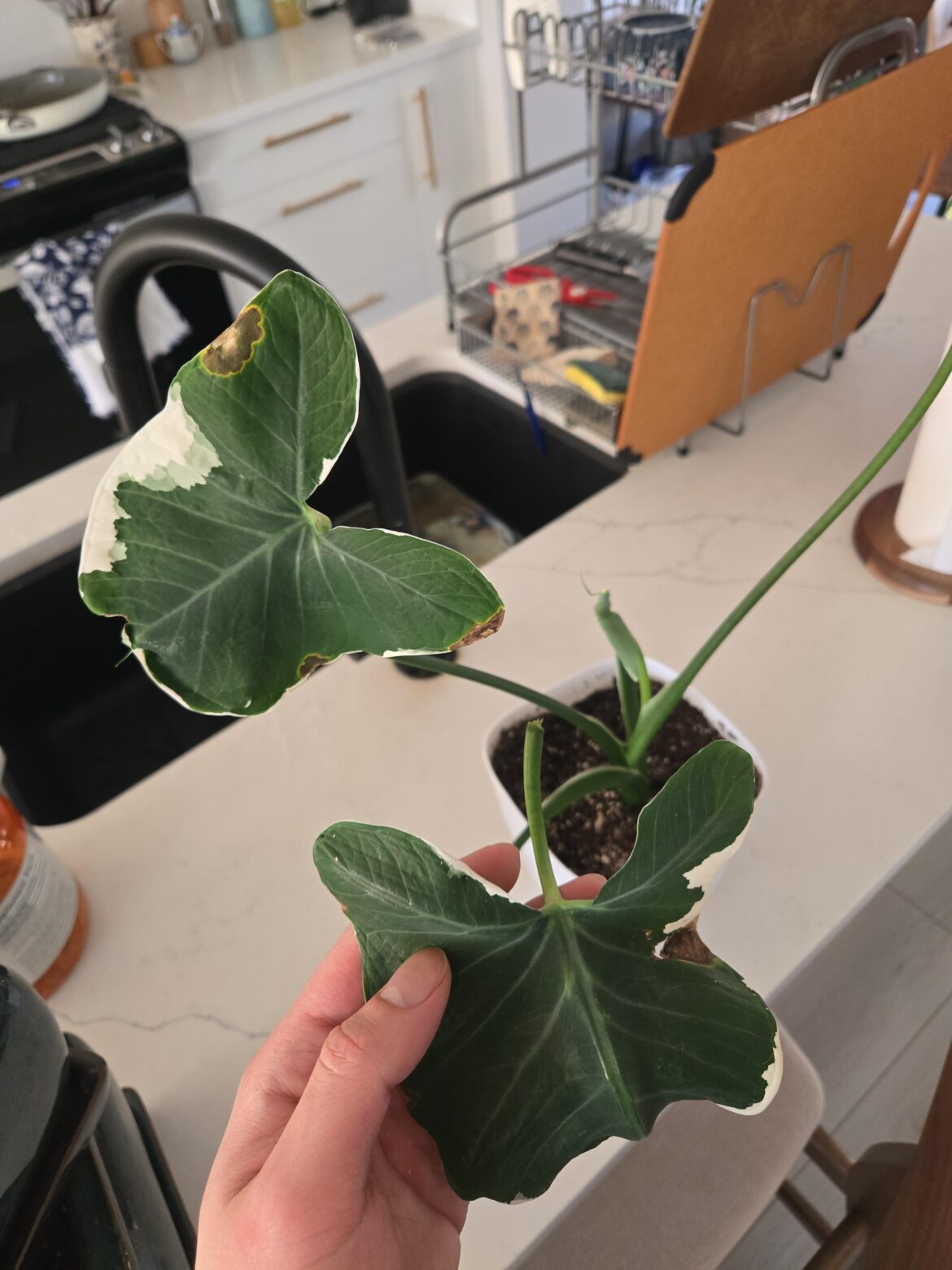 Is this a syngonium albo?