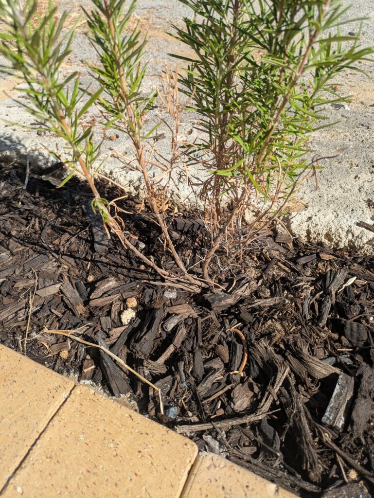 Rosemary dying? Rosemary dying?