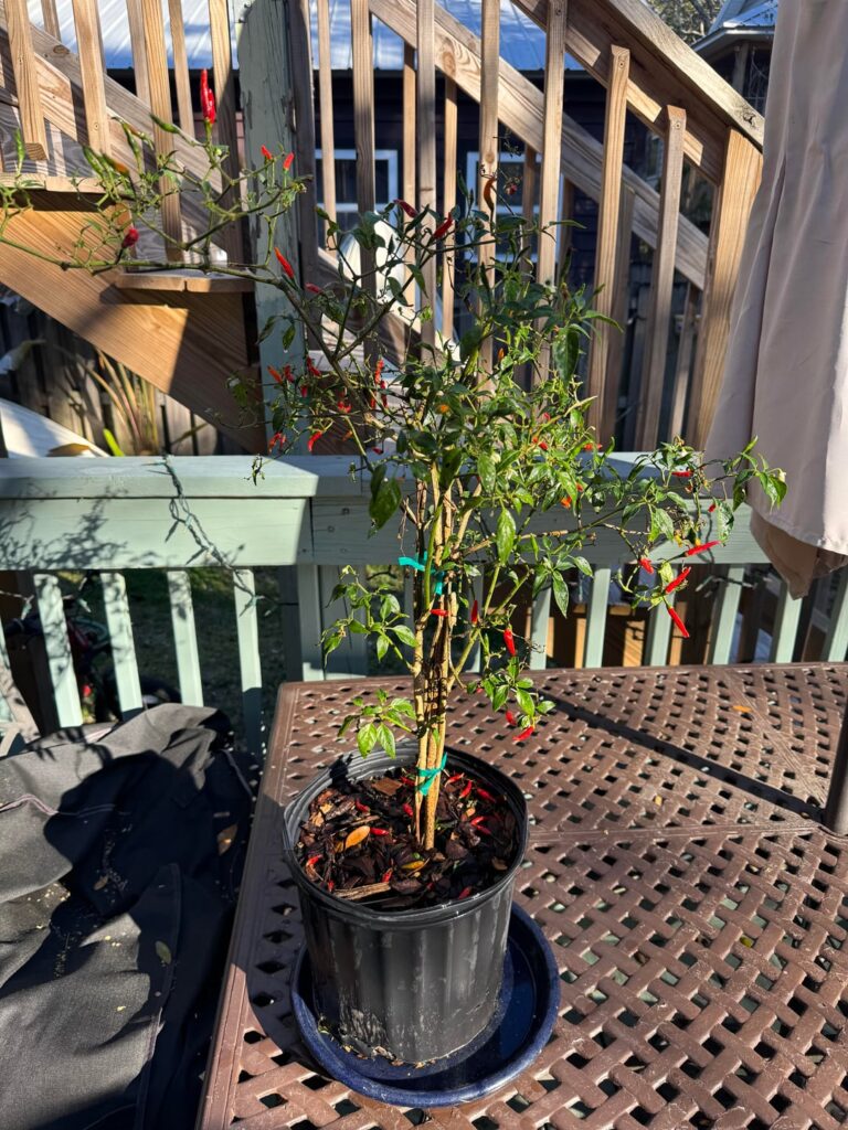Is there any hope for this Cayenne plant?