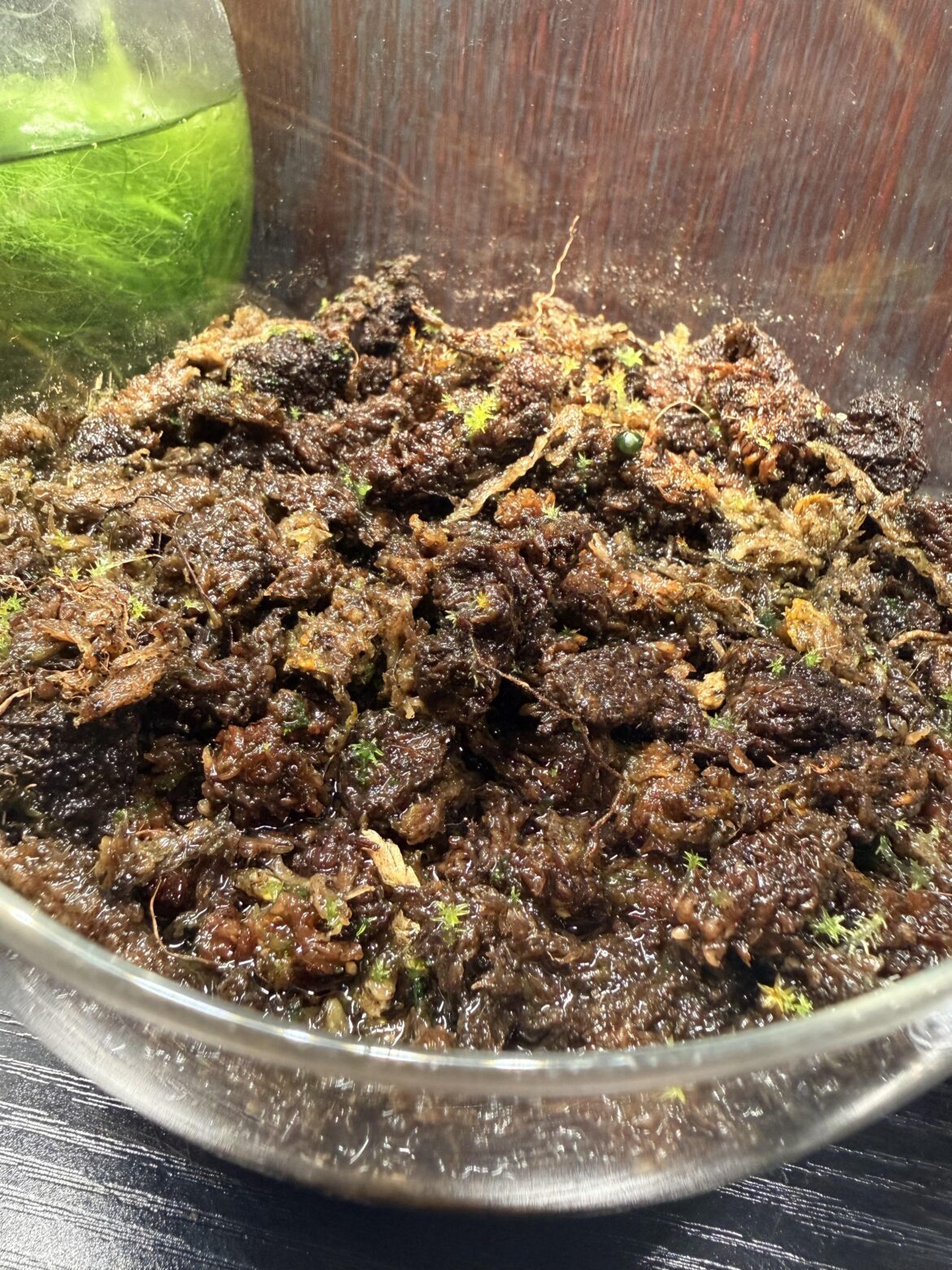 How much moss should show before plating?