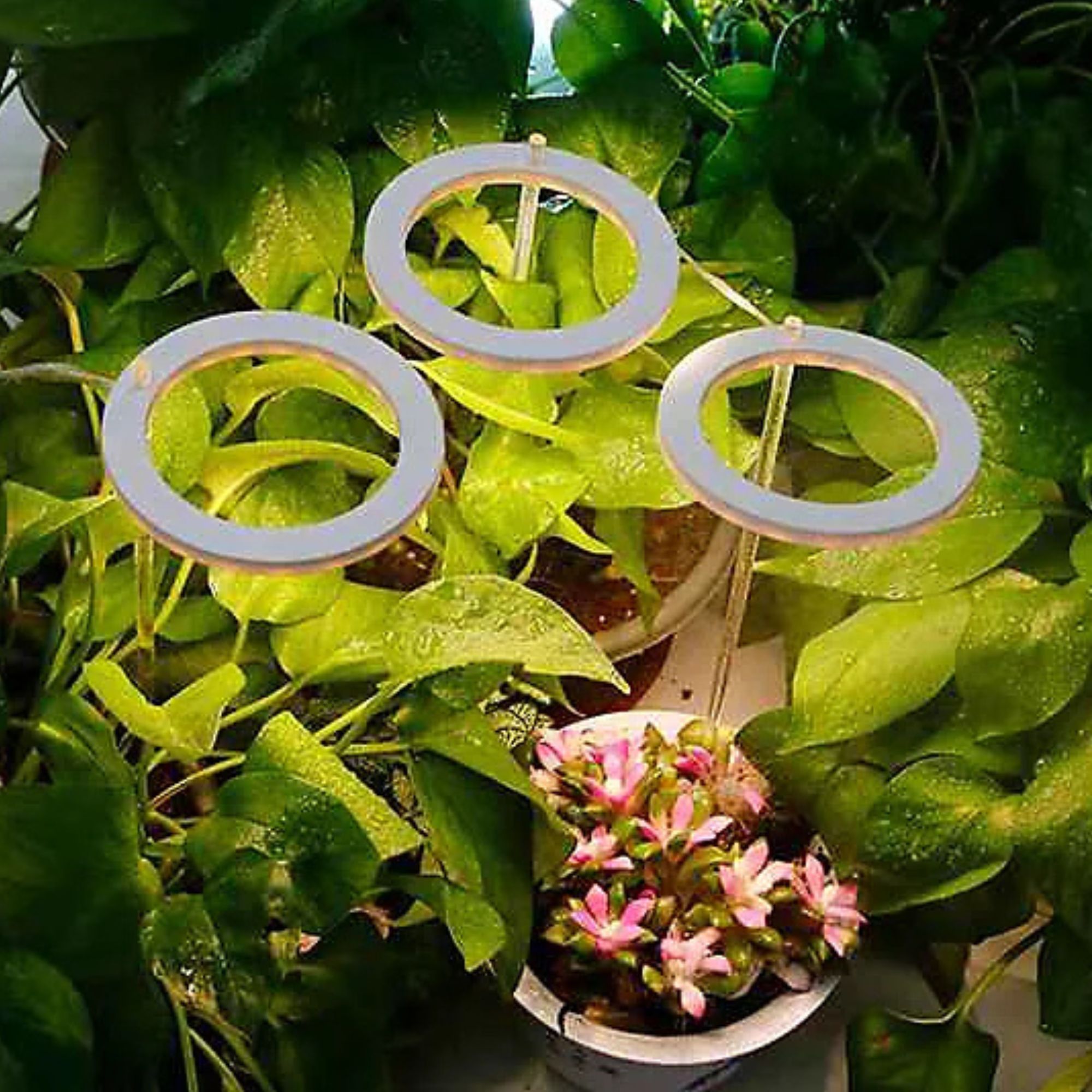 indoor plant grow light B&amp;Q