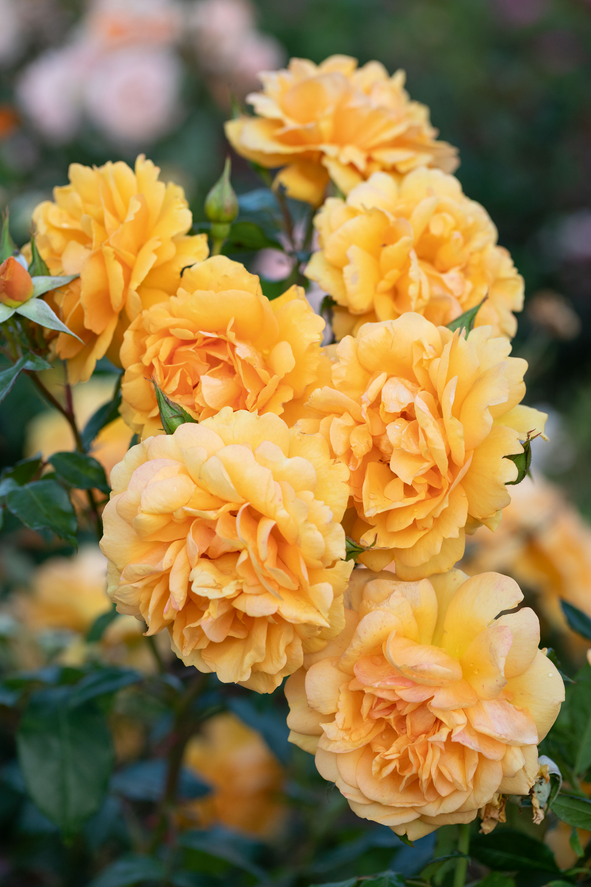 Trevor White and his roses as photographed by Richard Bloom