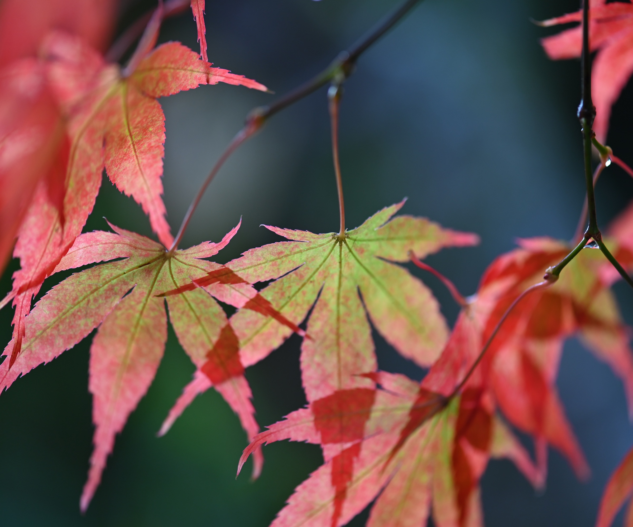 Acer rubrum, Red Maple