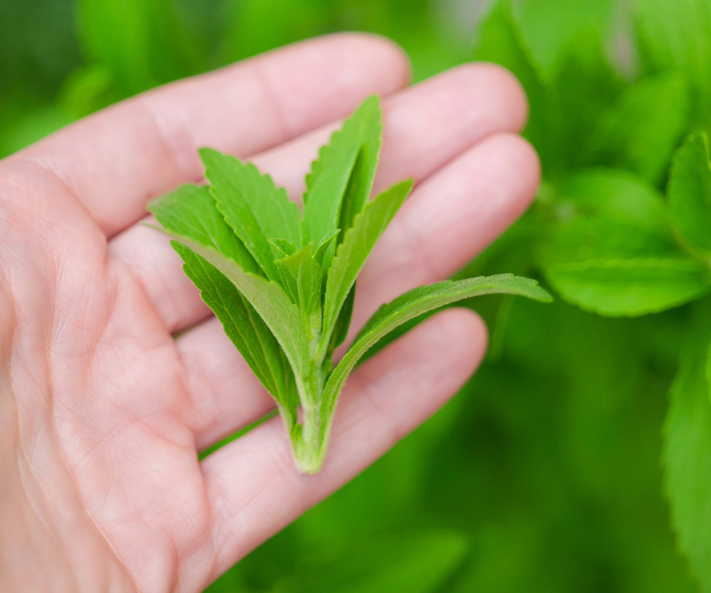 A gardener's hand holds a freshly harvested tip of a stevia plant