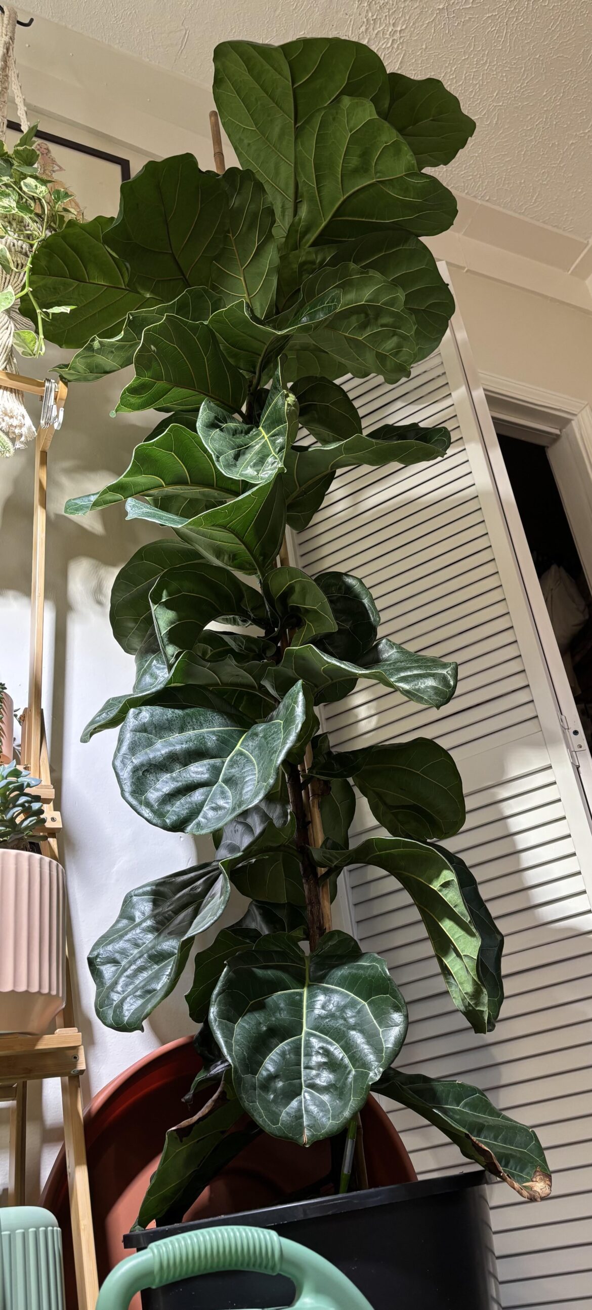 When to water 6' Fiddle Leaf Fig in 10 gallon pot?
