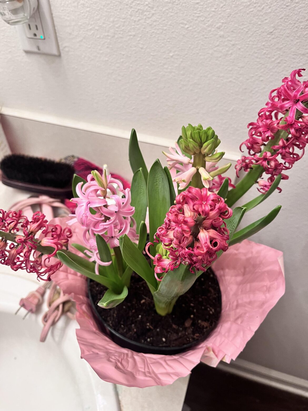 What kind of flowers and how to save the dying ones and care for the family.