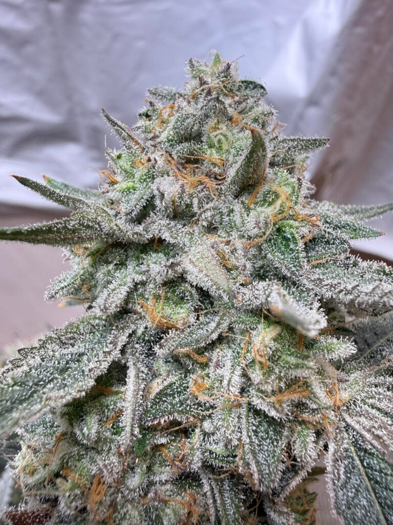 Moscow mule (lime og x kush mints #11): Clearwater genetics